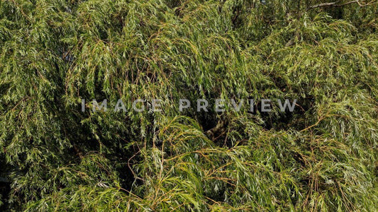 4k Still Frame - Braddock Bay, NY close up of branches of weeping willow tree