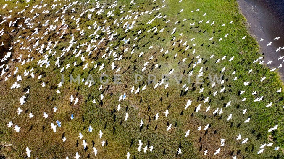 Brunswick, GA shorebirds flying low over salt water marsh