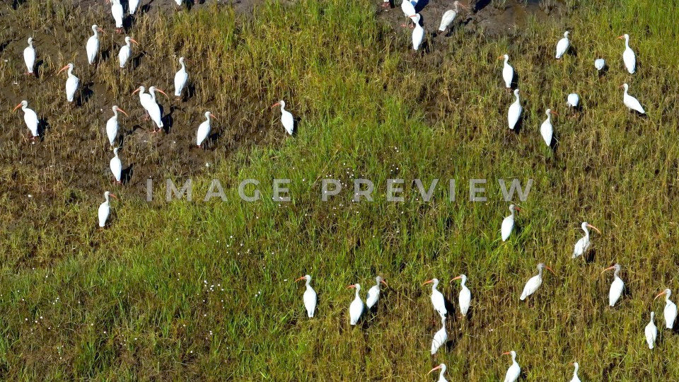 Brunswick, GA shorebirds resting in peaceful green tidal marsh