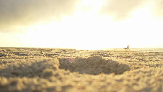 stock photo walking dog on beach