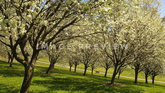 stock photo springtime tree orchard