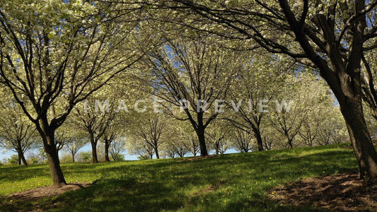 stock photo trees in bloom in orchard