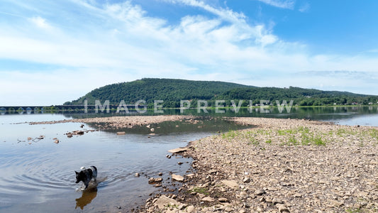 stock photo dog in river Harrisburg PA