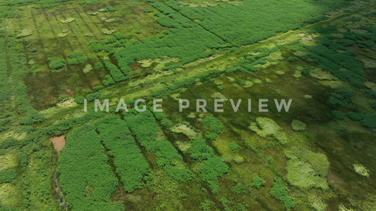 stock photo santee delta rice field georgetown sc