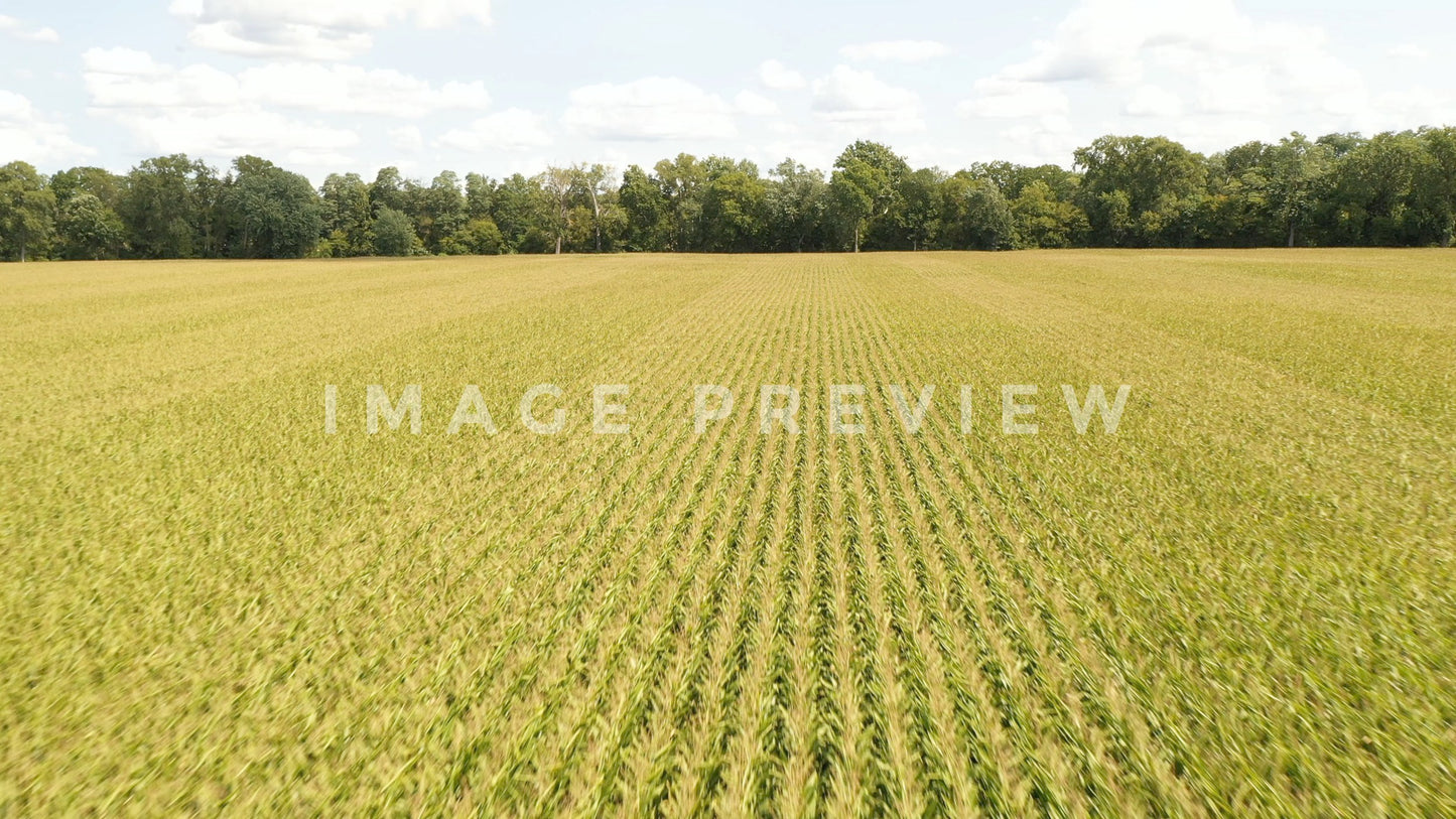 stock photo corn field in new york state