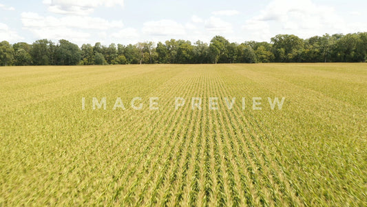 stock photo corn field in new york state