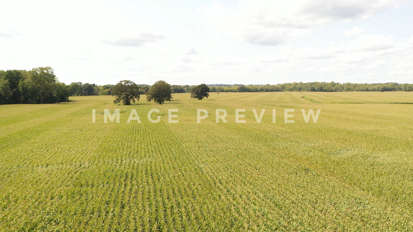 stock photo corn field new york state