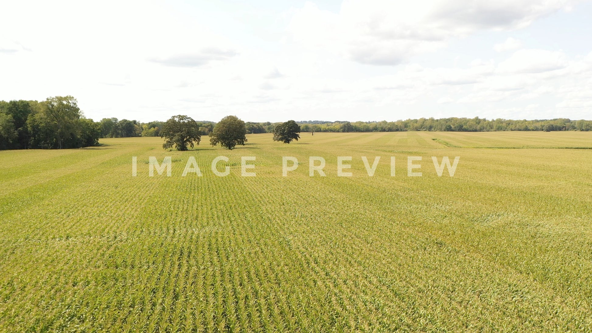 stock photo corn field new york state