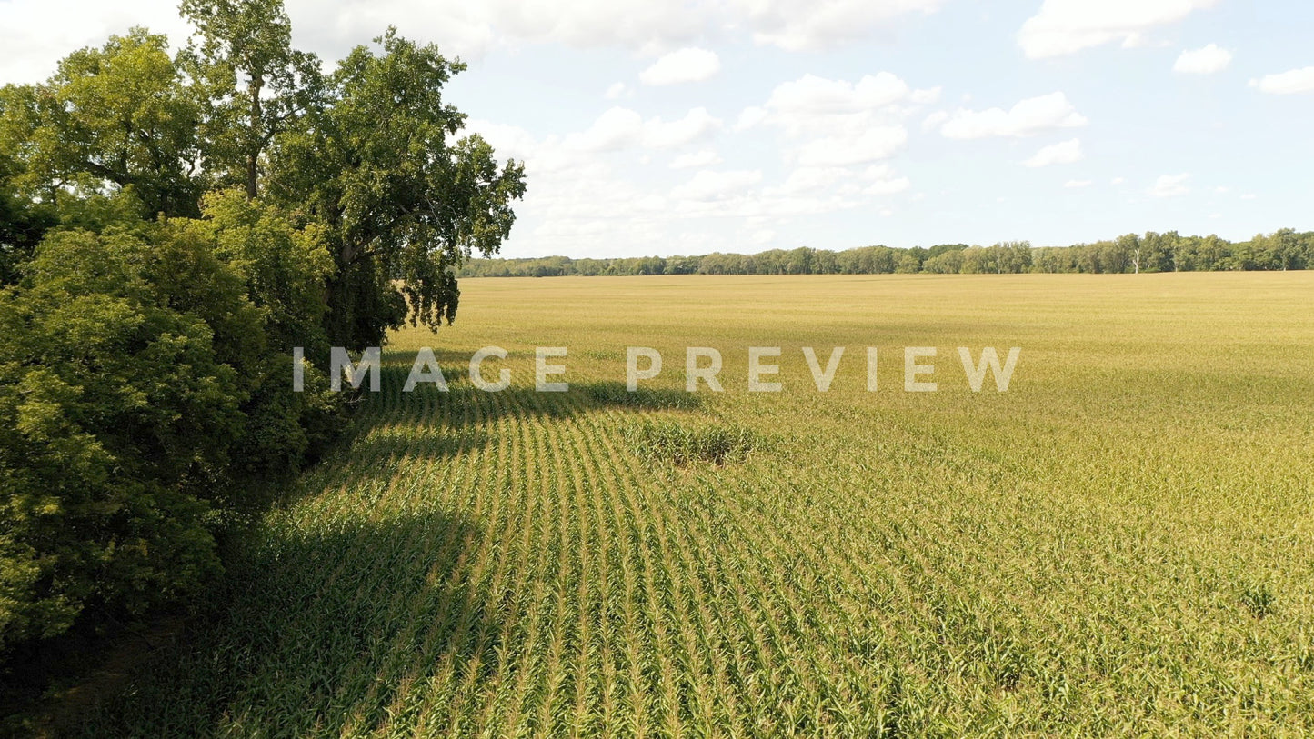 stock photo corn field in new york state