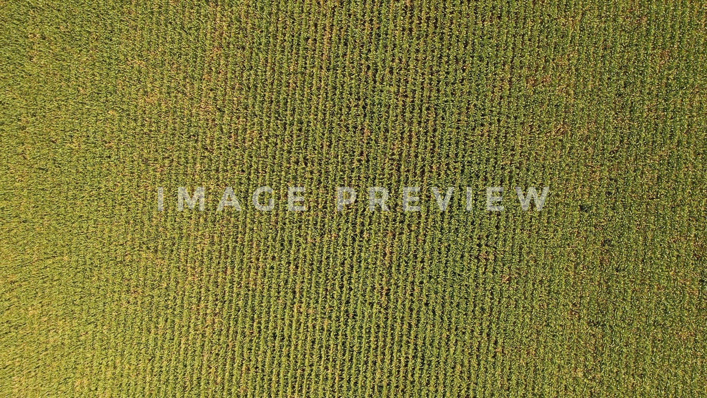 stock photo aerial corn field looking down