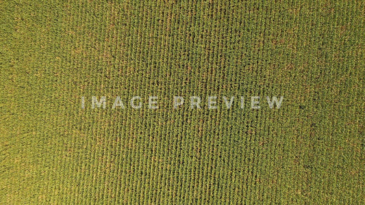 stock photo aerial corn field looking down