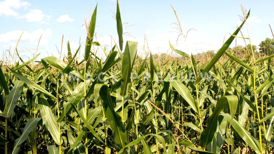 4k Still Frame - Corn stalks growing in field