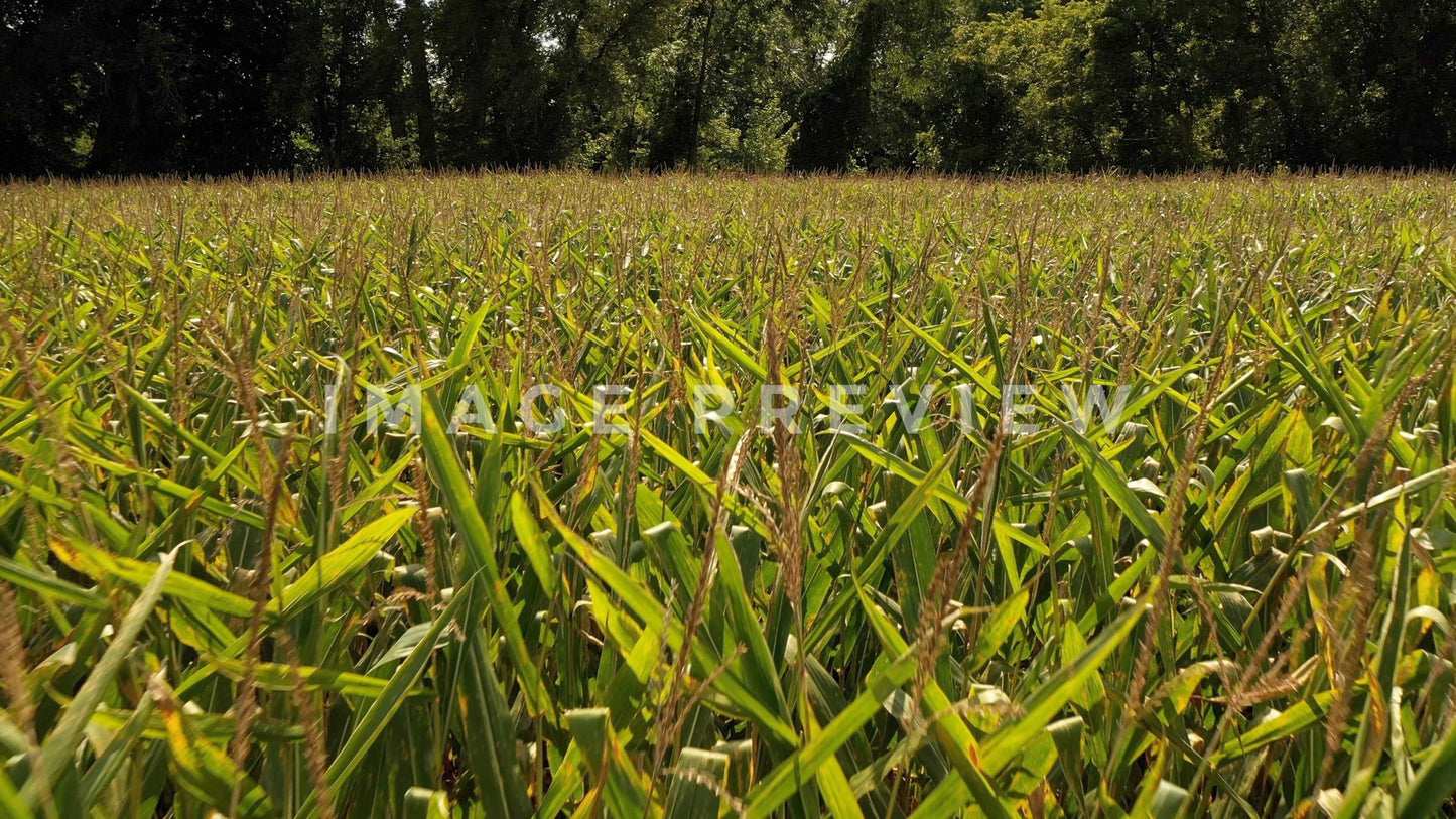 stock photo corn stalks in sunny field