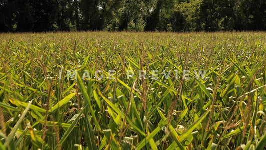stock photo corn stalks in sunny field