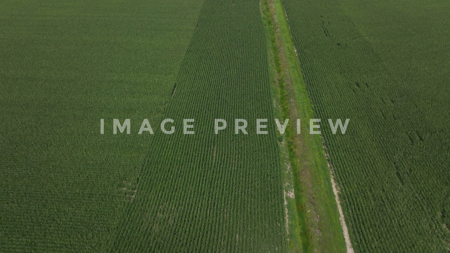 stock photo corn field aerial