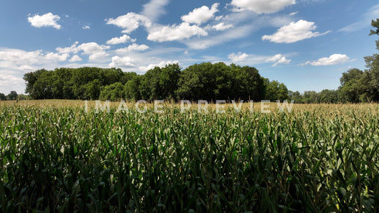 4k Still Frame - Corn growing in countryside field under blue sky and clouds