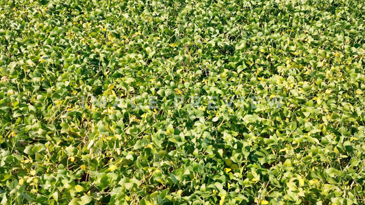 stock photo bean field