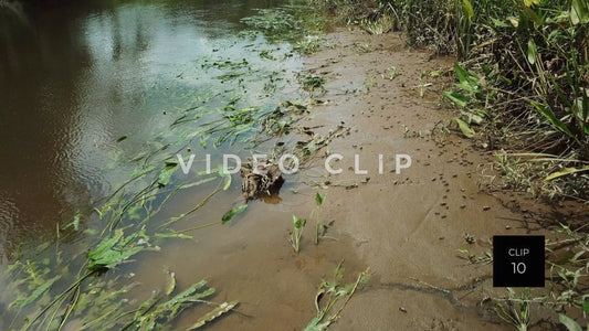 stock video rice fields south carolina steve tanner stock