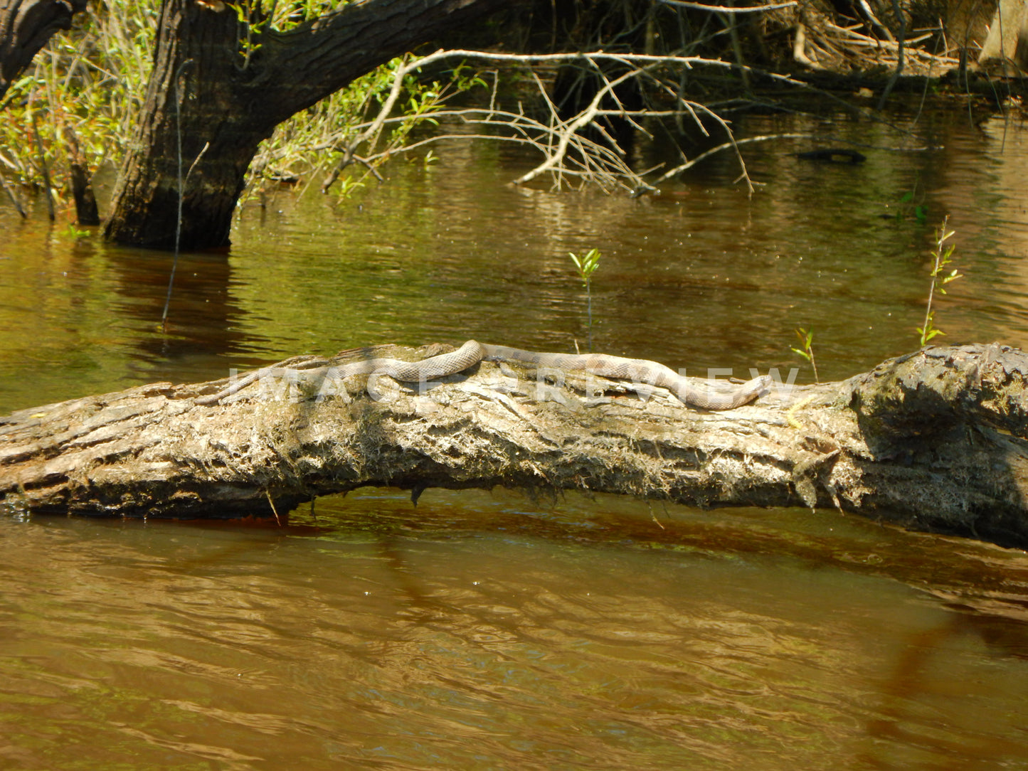 Photo - Water snake basking on tree log in the river