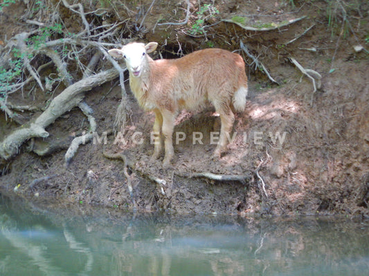 Photo - Farm animal, sheep, beside the river bank
