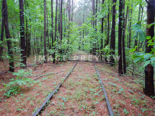 Photo - Abandoned rail road tracks in forest