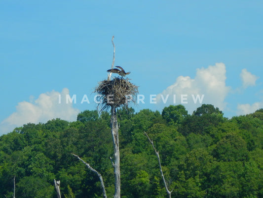 Photo - Osprey bird of prey on nest at top of dead tree