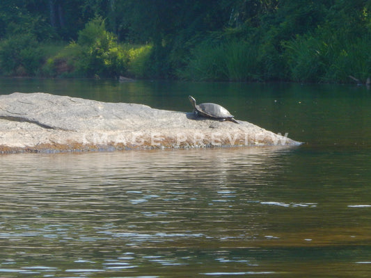 Photo - Turtle basking in sunlight on peaceful river