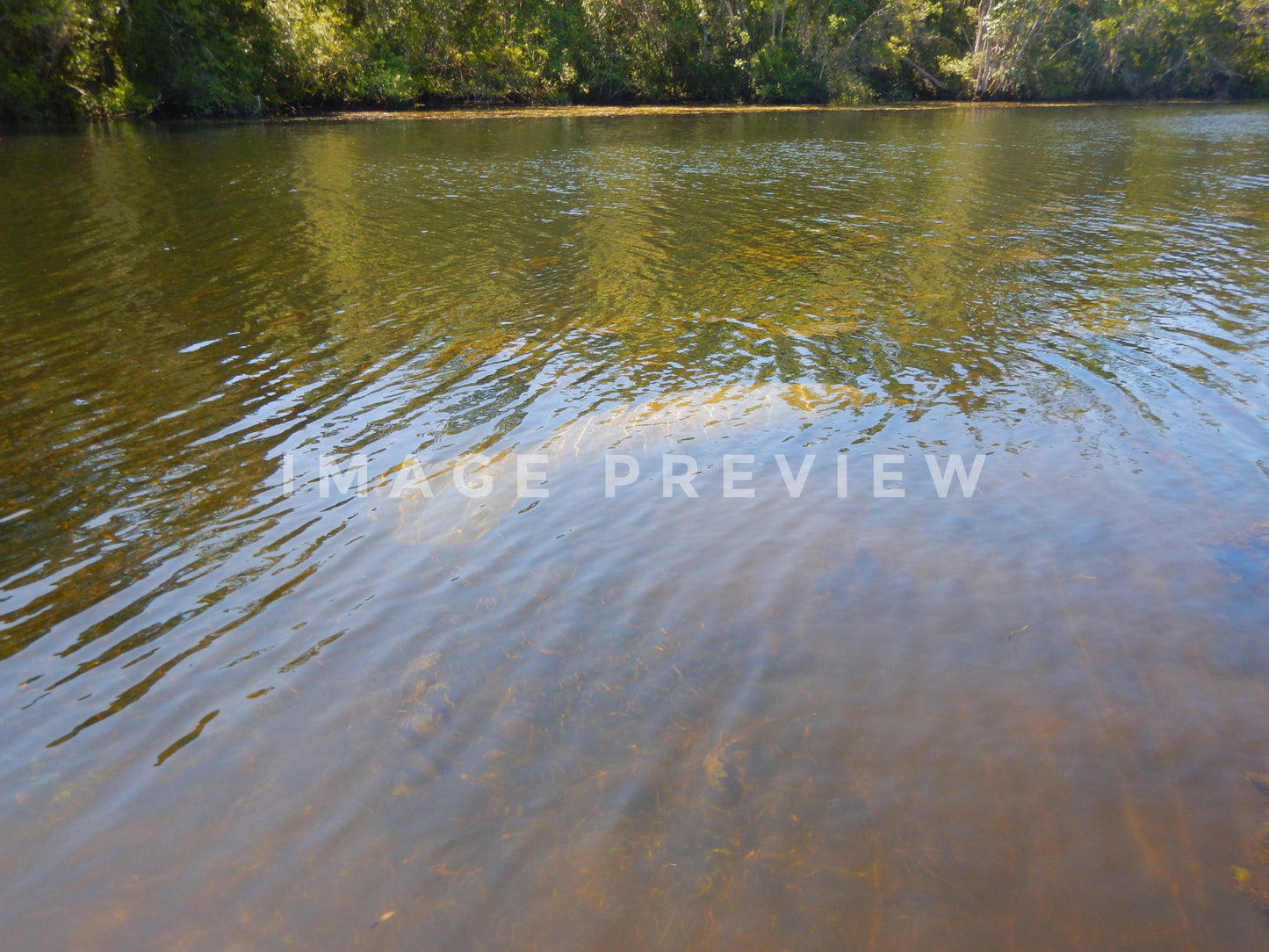 Photo - Manatee in spring fed river in Florida
