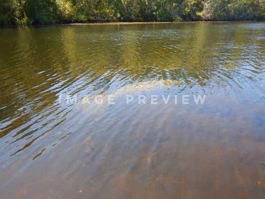 Photo - Manatee in spring fed river in Florida