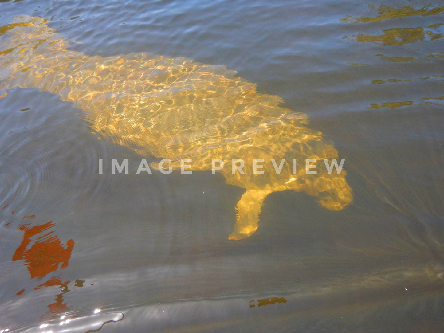 Photo - Manatee just below the surface of a spring fed river in Florida