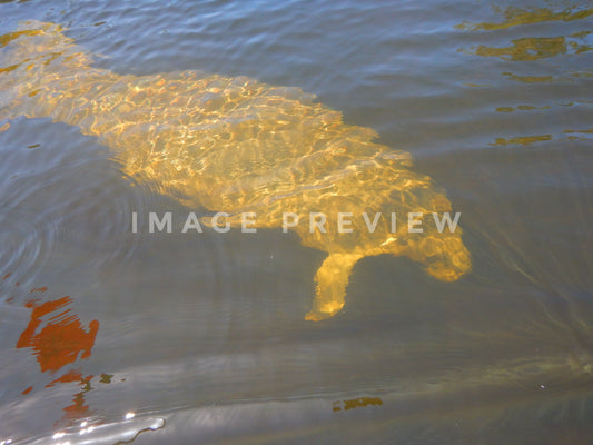Photo - Manatee just below the surface of a spring fed river in Florida