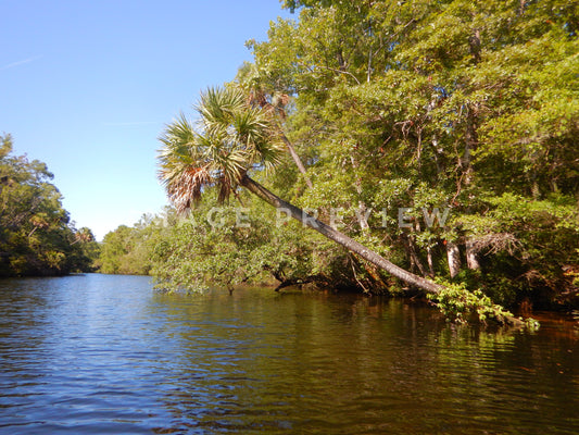 Photo - River in Florida with palm trees