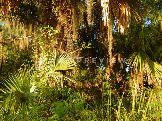 Photo - Dense forest in Florida