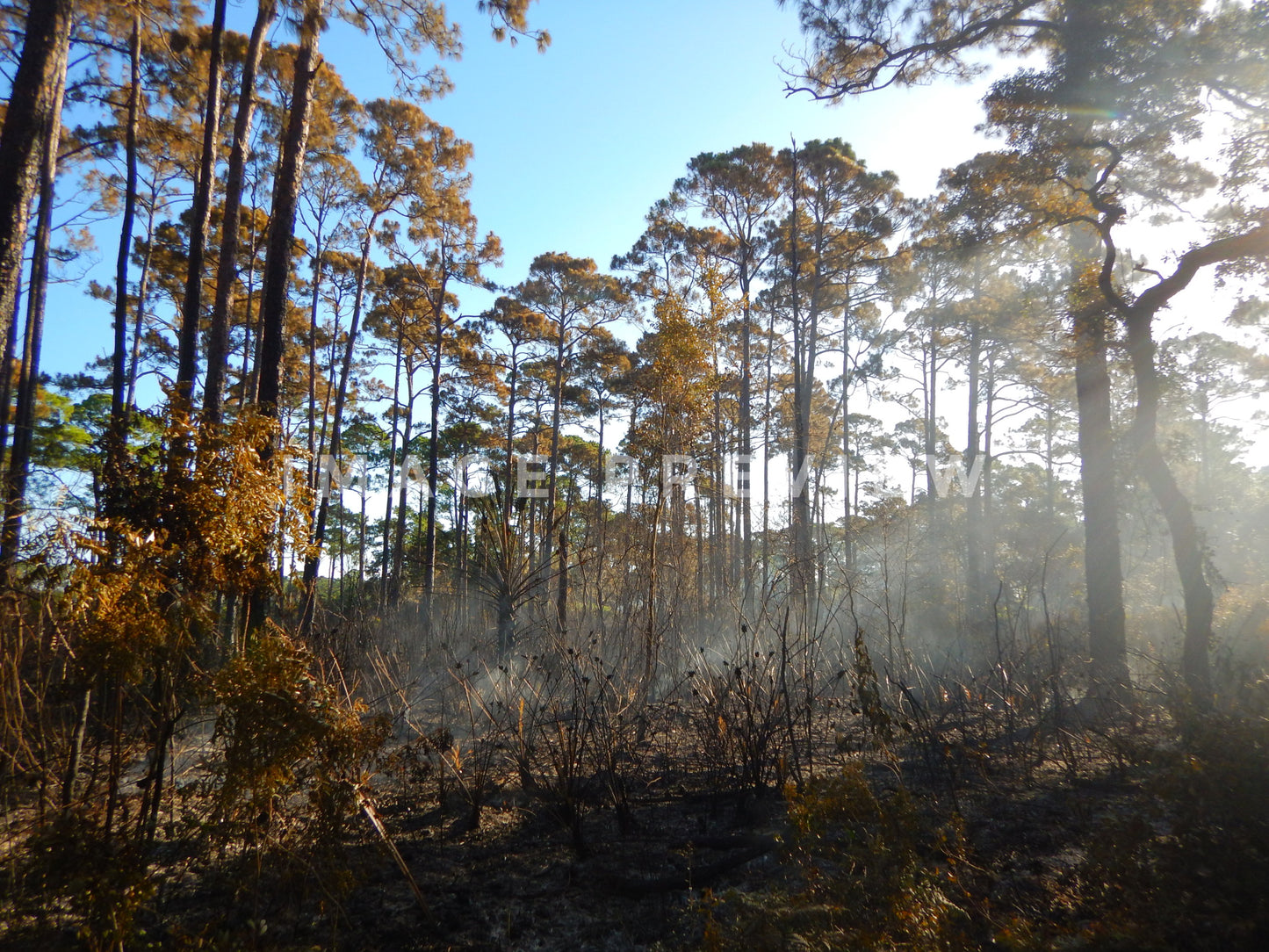 Photo - Smoldering fire in pine tree forest