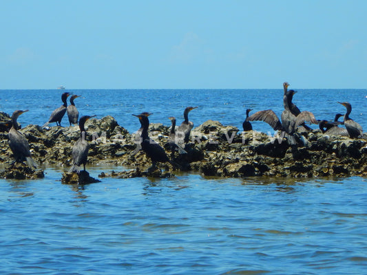 Photo - Sea birds gather on exposed coral in Gulf of Mexico