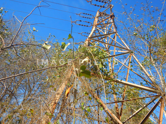 Photo - Power tower in forest against blue sky