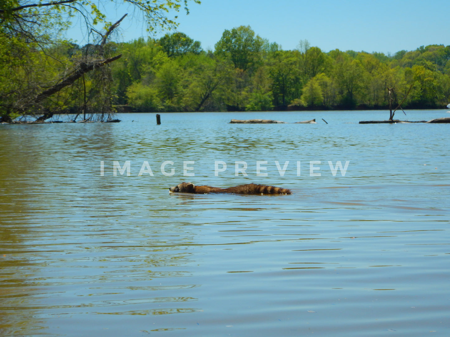 Photo - Raccoon swimming across lake