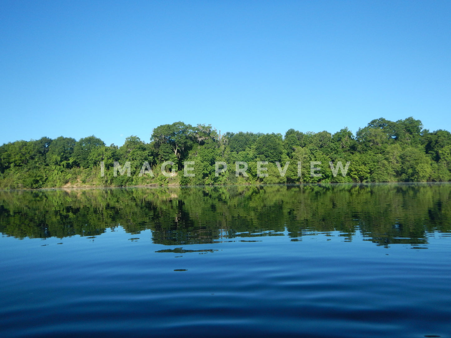 Photo - Forest shoreline of Alabama river in morning light