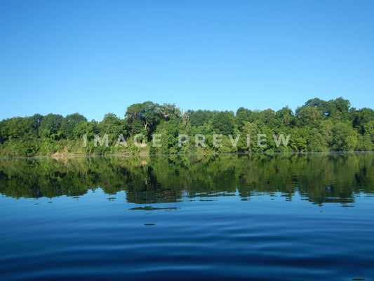 Photo - Forest shoreline of Alabama river in morning light