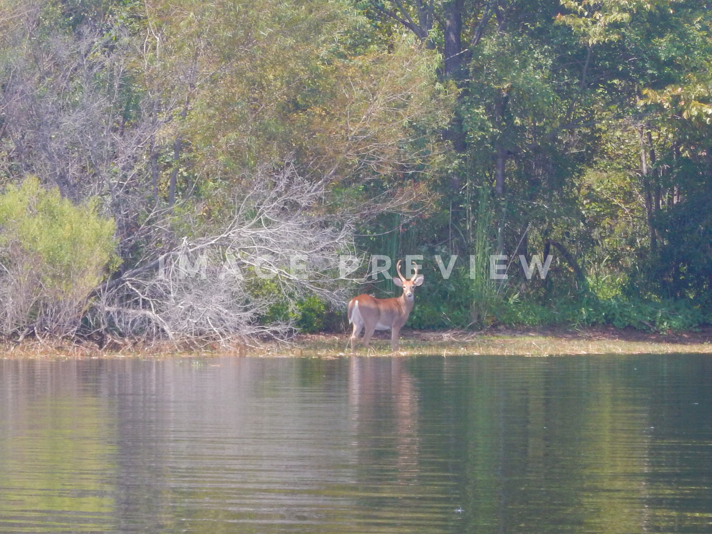 Photo - Deer beside river with forest