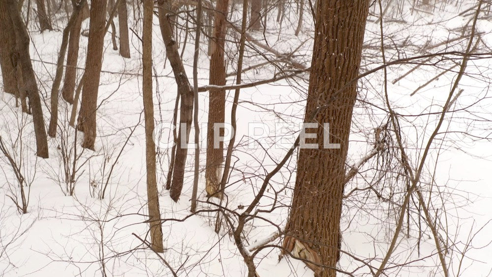 WINTER - forest, stream, neighborhood