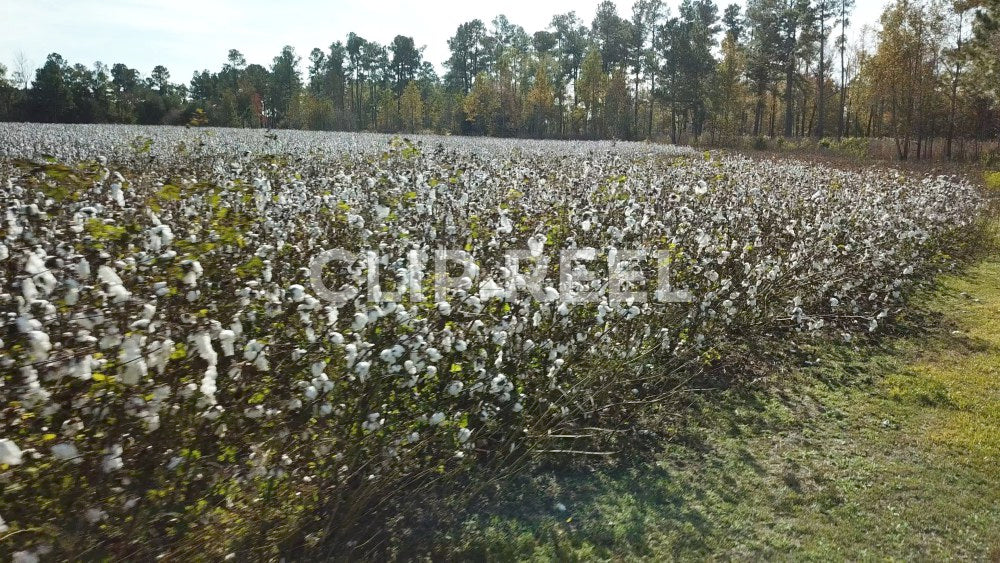 Cotton Field, SC