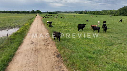 stock photo Countryside landscape with dirt road and cattle in pasture