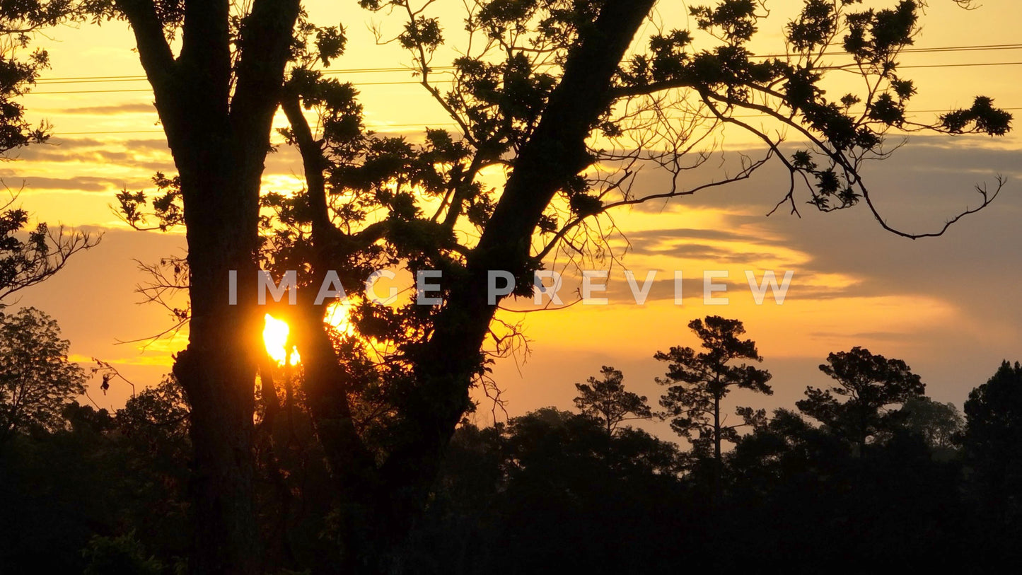 stock photo sunrise through trees