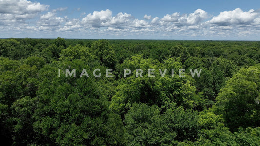 Stock photo 4k Still Frame - Lake Marion, SC green trees blue sky and clouds