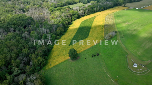 stock photo Aerial looking down on farmland crop fields and cattle