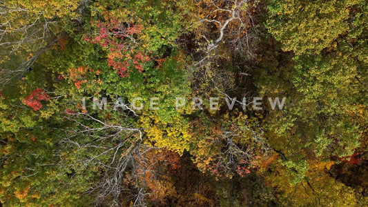 4k Still Frame - Looking straight down on trees in Fall colors