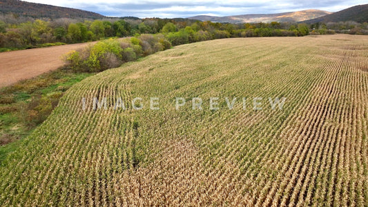 4k Still Frame - Landscape with countryside farmland with corn field