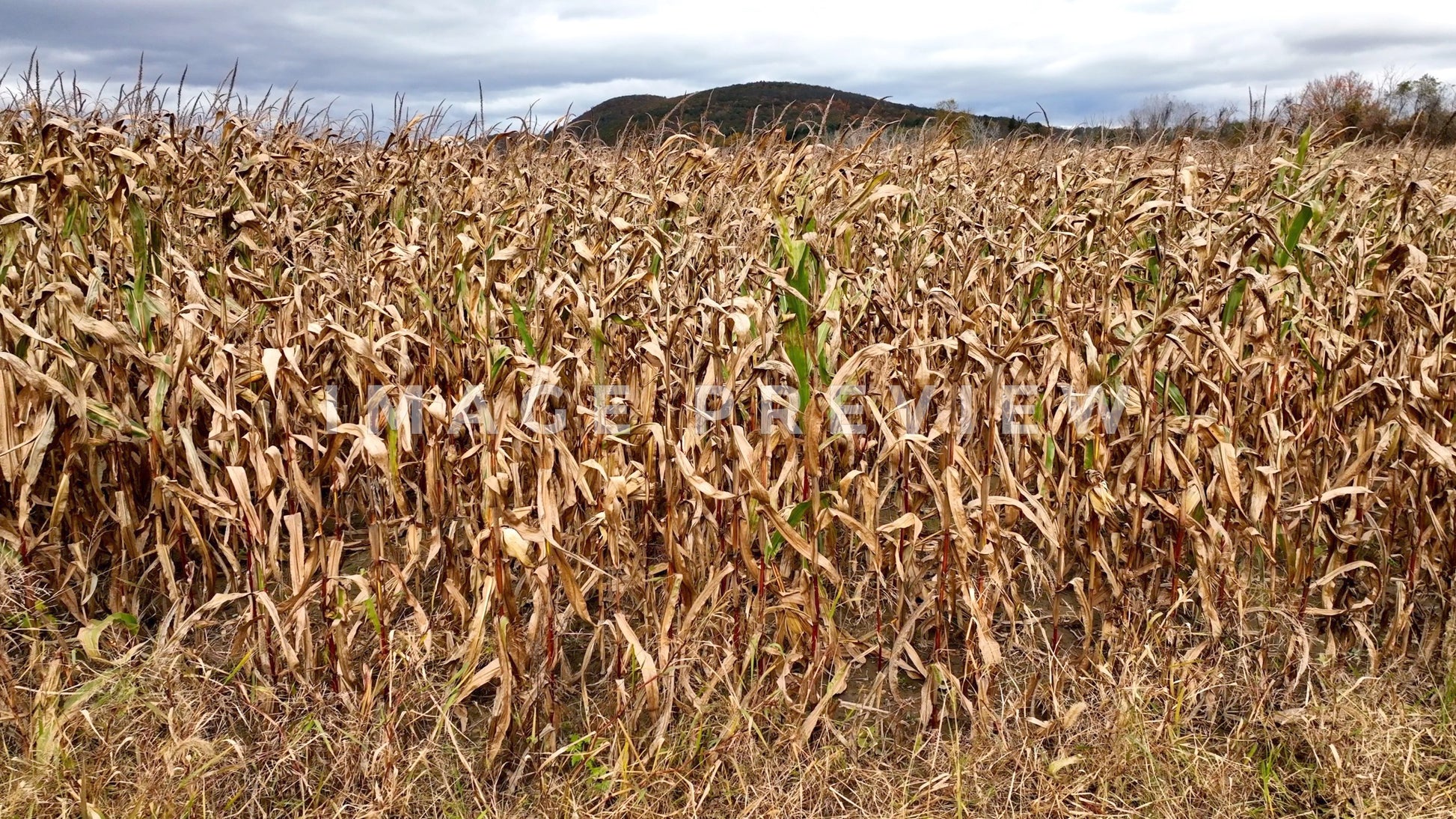 4k Still Frame - Farmland with corn field in Fall season with mountain