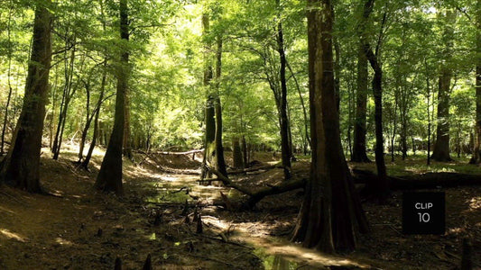 CLIP 10 - Francis Marion National Forest, SC